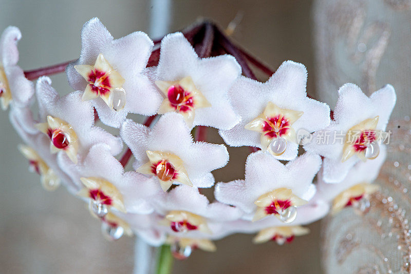 Hoya Carnosa花的特写，花吊灯，花蜜